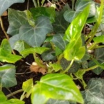 Zdjęcie profilowe Lorem Ipsum